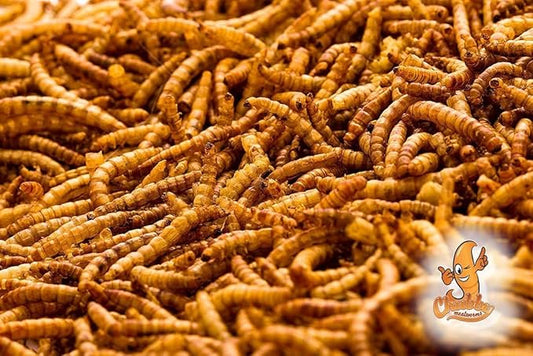 Chubby Mealworms - Dried - 11lbs