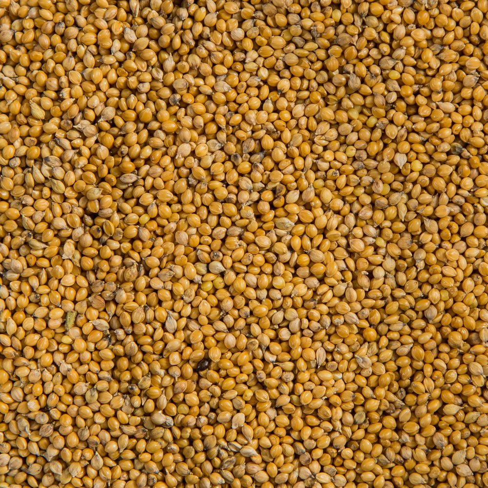 Small Golden Millet