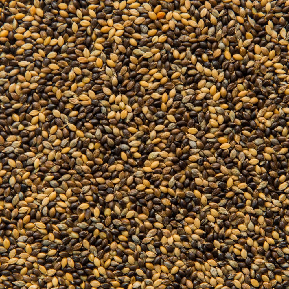 Hungarian Millet
