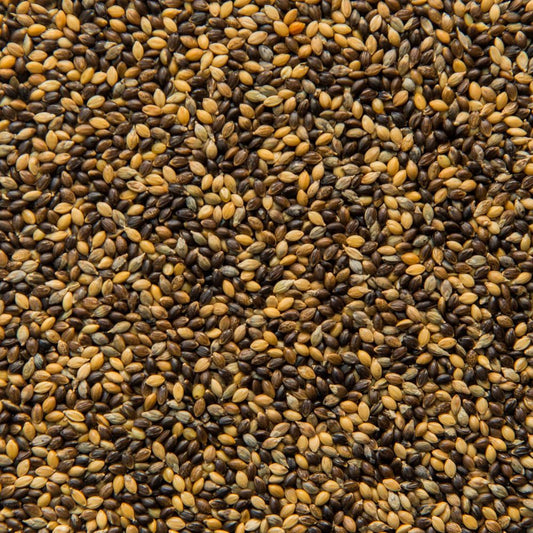 Hungarian Millet