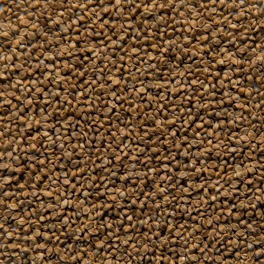 Japanese Millet