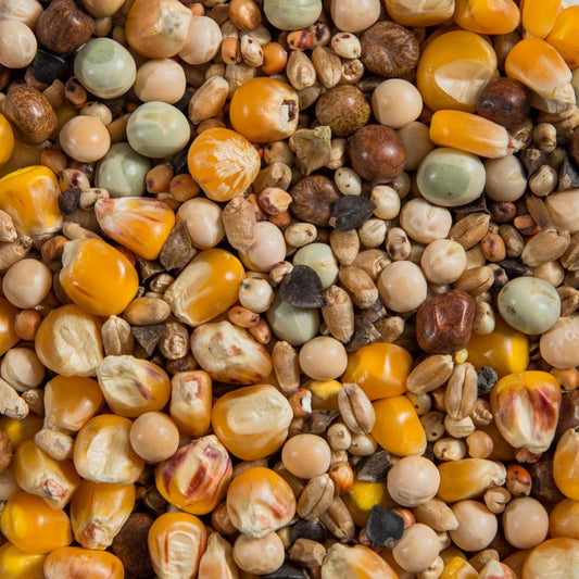 Regular Pigeon Mixture