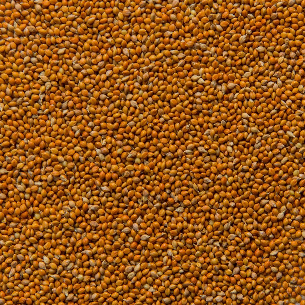 Siberian Millet