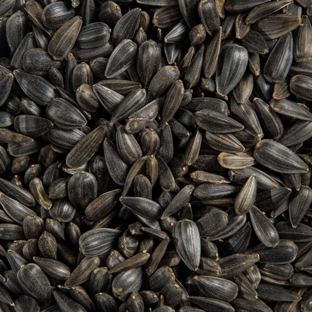 Black Oil Sunflower