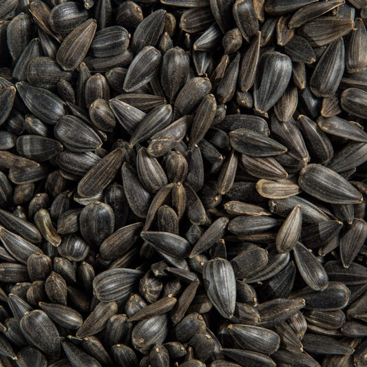 Black Oil Sunflower