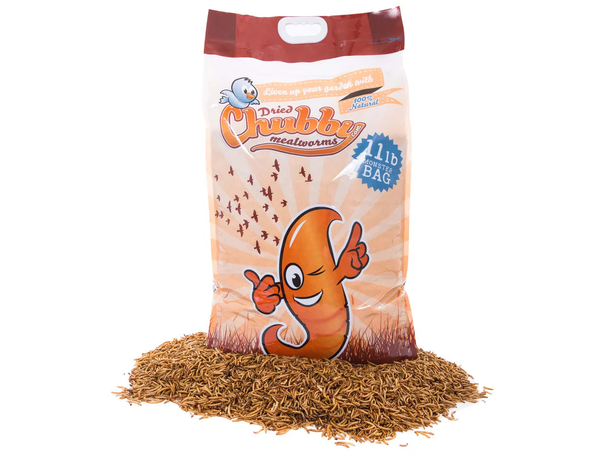 Chubby Mealworms - Dried