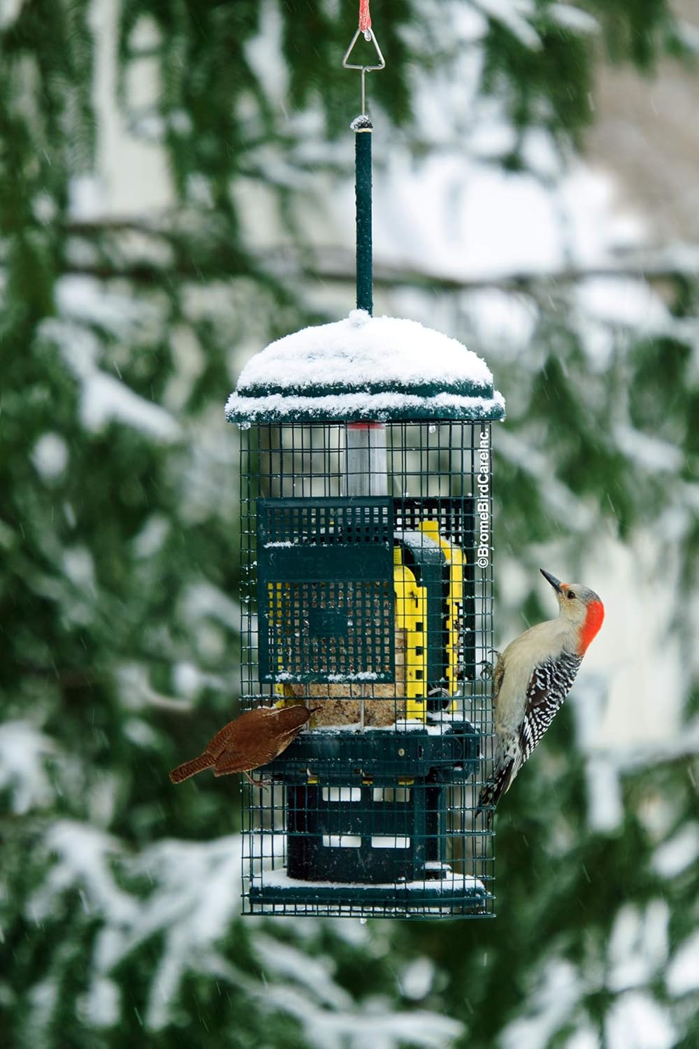 Squirrel Buster® Suet