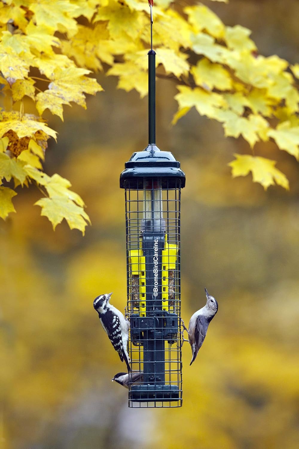Squirrel Buster® Suet