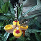 Butterfly Feeder