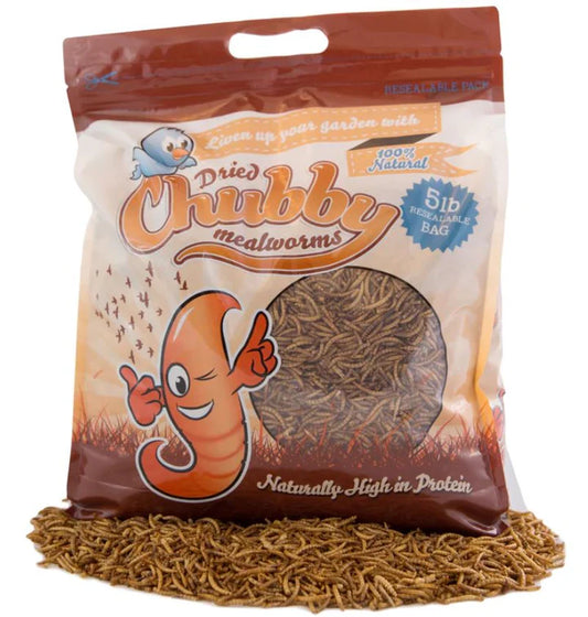 Chubby Mealworms - Dried - 5lbs