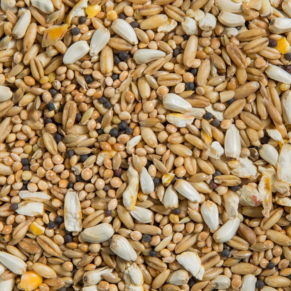 No-Sun Cockatiel Mixture