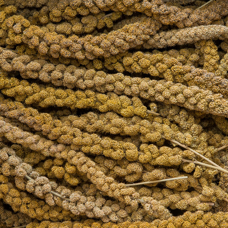 Bulk Pack Spray Millet