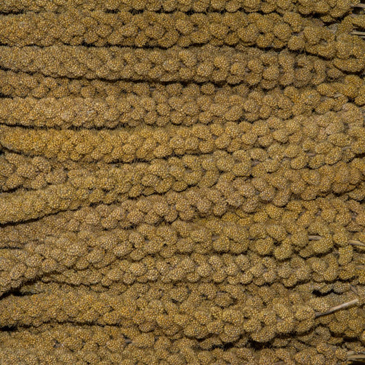 Premium Spray Millet
