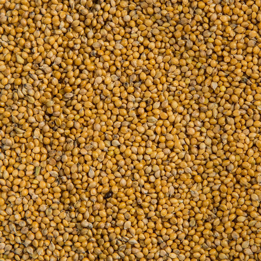 Small Golden Millet