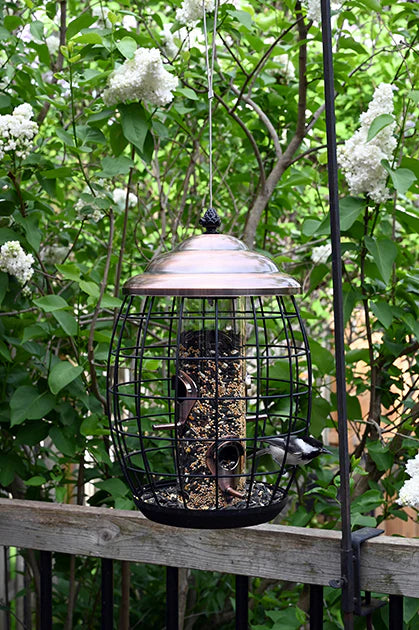 Regal Style Squirrel Resistant Cage Seed Feeder