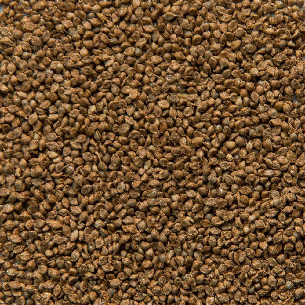 Japanese Millet