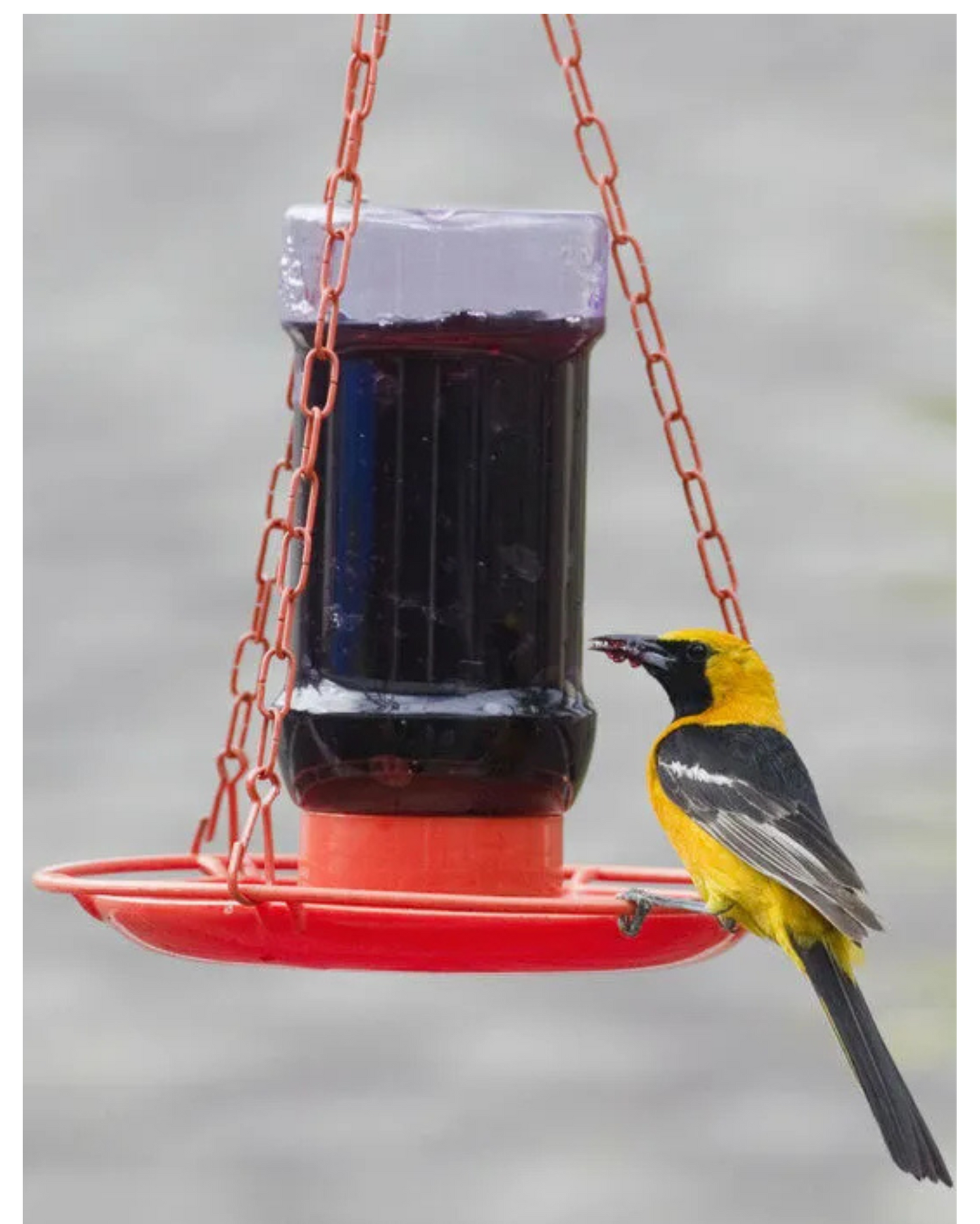 Oriole Feeders