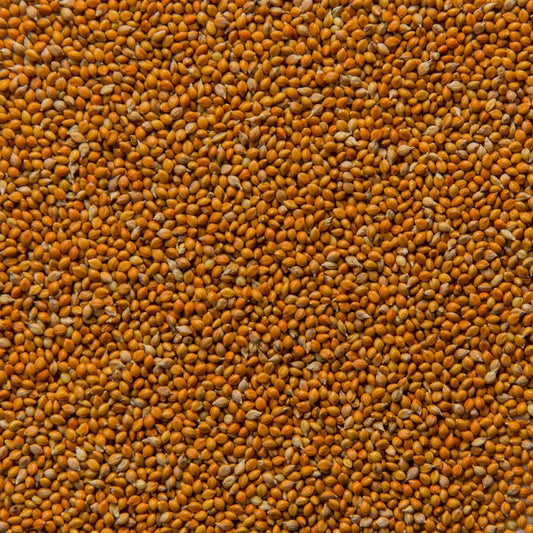 Siberian Millet