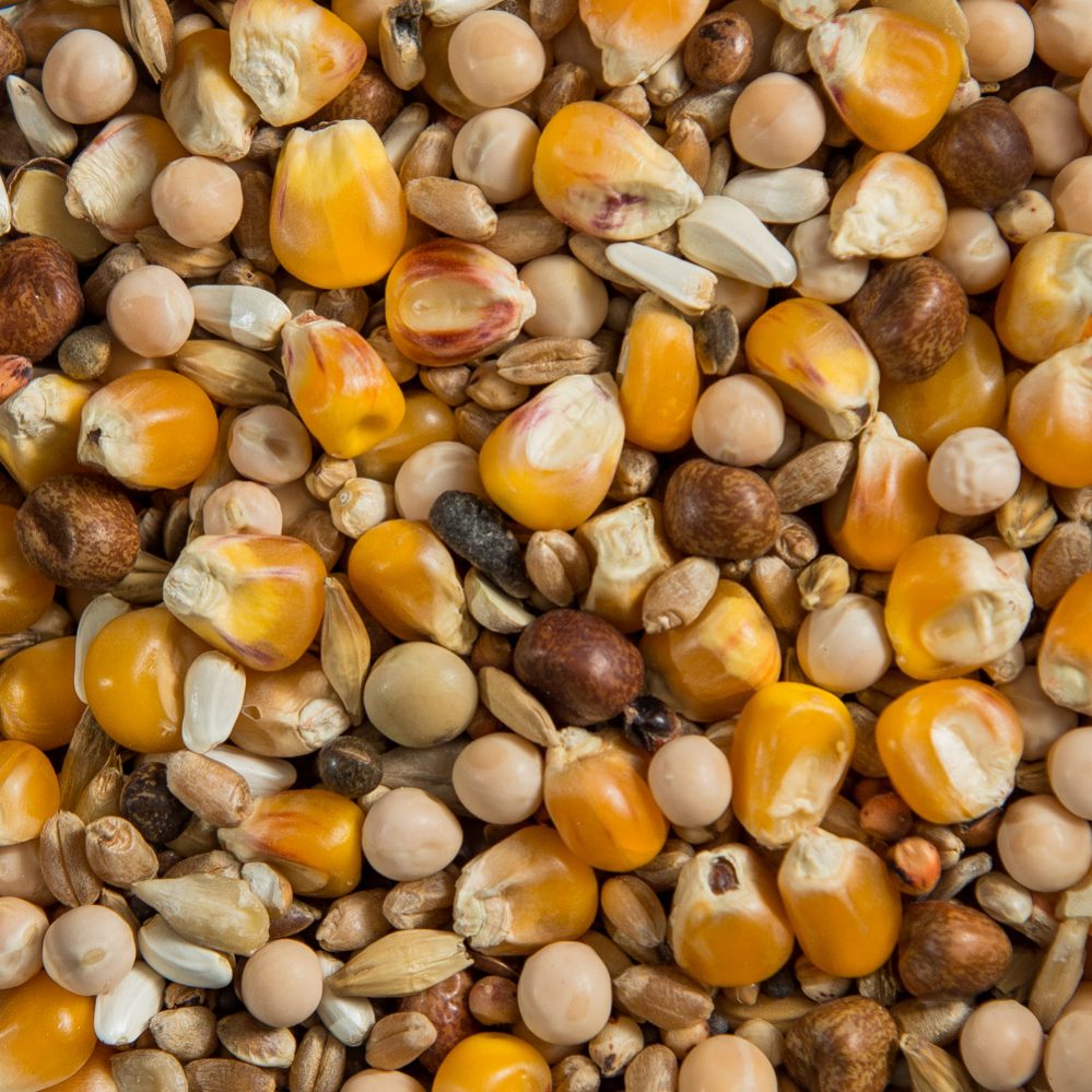 Moulting Breeder Mixture