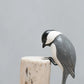 Hand Carved Chickadee